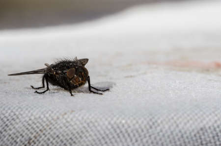 the pest 2の写真素材