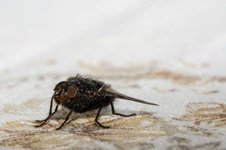 the pest 1の写真素材