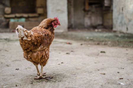 free range chickenの写真素材