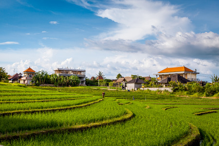 Rice terraces in Baliのeditorial素材