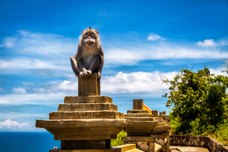 monkey-leader guards territoryの写真素材