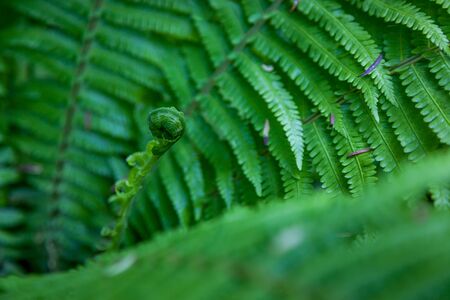Fern bud. Fern leavesの写真素材