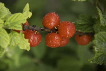 juicy red cherry and leaves