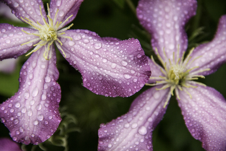 Drops of water on pink flowersの写真素材