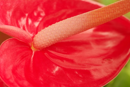 Macro shot of a red flamingo flower (lat. Anthurium) (Selective Focus, Focus on the spadix from the middle until the right upper corner of picture)の写真素材