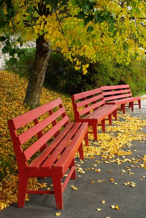 Red bench with tree and yellow leavesの写真素材