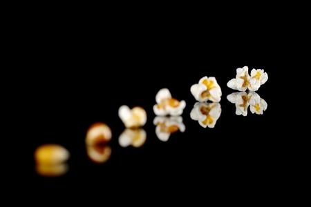 The different stages from the maize kernel to the popcorn photographed on black with reflection (Selective Focus, Focus on the last popcorn)の写真素材