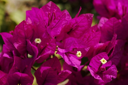 Purple Bougainvillae in blossom (Selective Focus)の写真素材