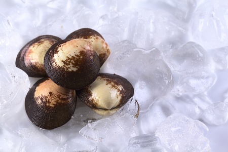Pile of raw mussels on iceの写真素材