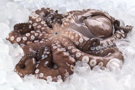 Complete raw and fresh octopus with head still on photographed on iceの写真素材