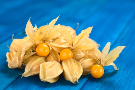 Physalis berry fruits (lat. Physalis peruviana) with husk on blue wood (Selective Focus, Focus on the open physalis berries)の写真素材