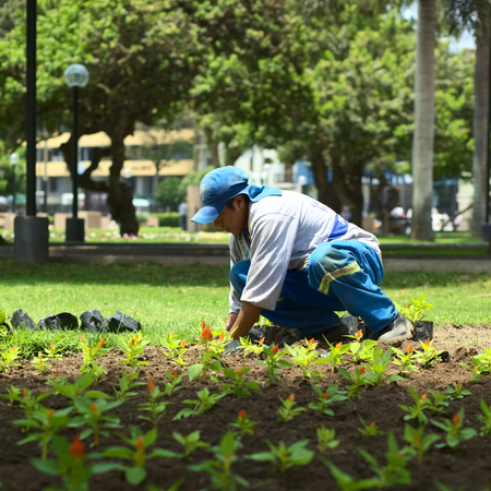 LIMA, PERU - FEBRUARY 1, 2012  Unidentified gardener planting flowers in the park Parque Kennedy in the district of Miraflores on February 1, 2012 in Lima, Peru  The Municipality of Miraflores invests a lot into keeping its public spaces nice and clean foのeditorial素材
