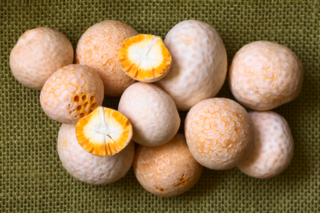 Fresh and raw Chilean Pinatra or Diguene edible mushroom (lat. Cyttaria espinosae) available in...