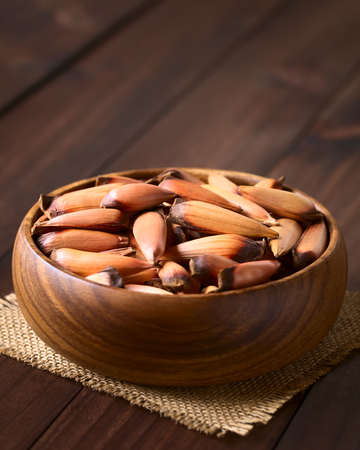 Raw edible Chilean pinones pine nuts of the Chilean pine or monkey puzzle tree (lat. Araucaria...