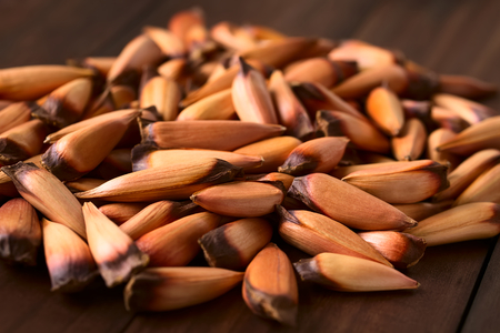 Raw edible Chilean pinones pine nuts of the Chilean pine or monkey puzzle tree (lat. Araucaria araucana), which usually get cooked and eaten as snack, photographed with natural light (Selective Focus, Focus one third into the seeds)の写真素材