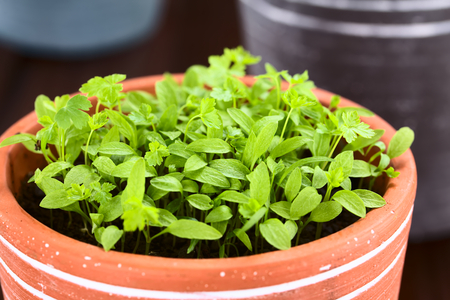 Many small parsley seedlings in pot (Selective Focus, Focus one third into the plants)の写真素材