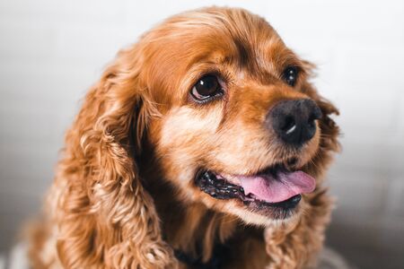 Golden cocker spaniel puppy on the nordic print bean bag