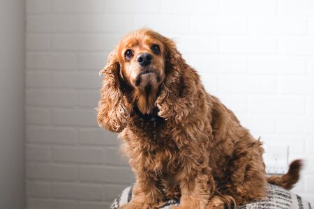 Golden cocker spaniel puppy on the nordic print bean bagの写真素材