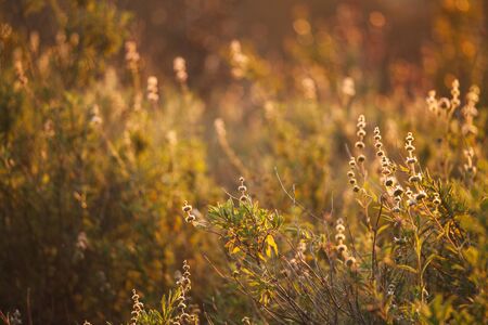 Plants in the field on sunset. Natural summer and spring backgroundの写真素材
