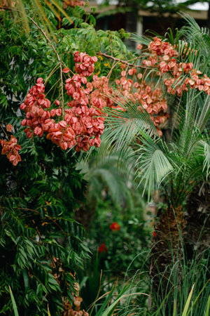 Chinese flame tree - orange blossoms on green leaves. CLose up of japanese garden bridge and plants.の写真素材