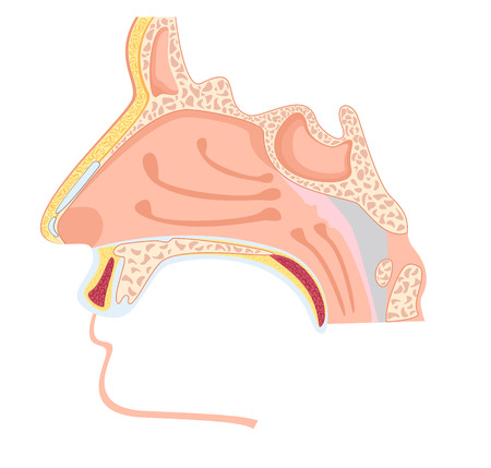 Nasal cavity. Vector illustration of human nose anatomyのイラスト素材