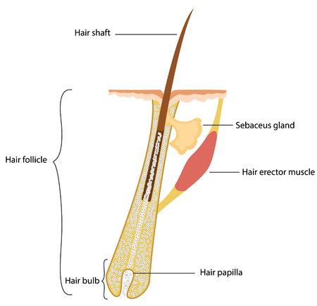 Human hair structureのイラスト素材