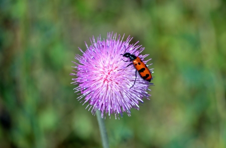  Bug on thistleの写真素材