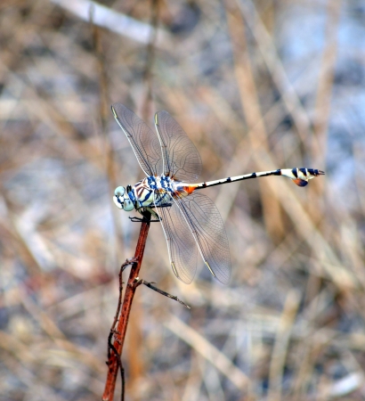 Dragonfly on branch at sultry dayの写真素材
