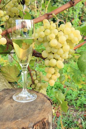 Wine composition: glass with grape in backgroundの写真素材