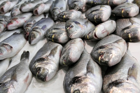 sea bass fresh fish at the market
