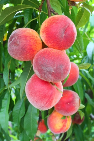 peaches on a tree between green leavesの写真素材