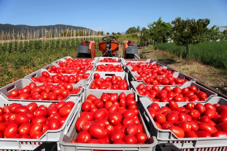 fresh red tomatoes loaded on tractor in green fieldの写真素材
