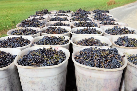 Baskets of Grapes in Tuscany, Italyの写真素材