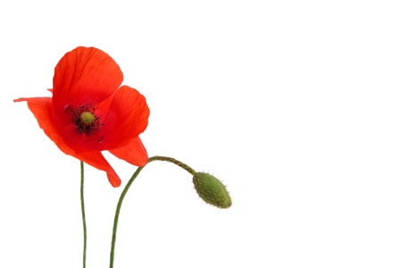 Single decorative Red poppy flower on white backgroundの写真素材