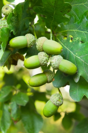 Green acorn fruits with leavesの写真素材