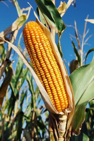 Closeup of yellow fresh corn plantの写真素材