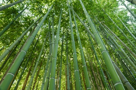 nature green background, zen bamboo forestの写真素材