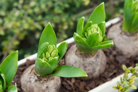 hyacinth bulb with fresh leaves in soilの写真素材