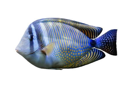 Red Sea Sailfin tang isolated on white background