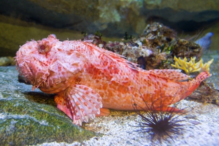 red sea scorpion fish underwater