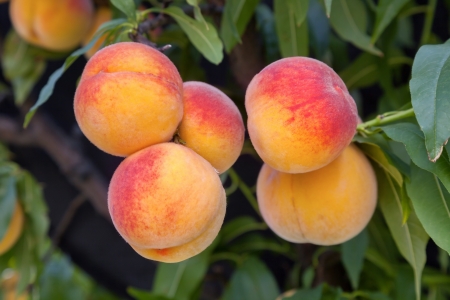 Sweet peach fruits growing from a tree branchの写真素材