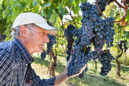 Senior wine-maker checking the quality of grapes