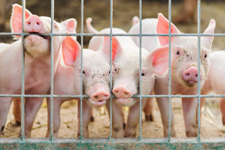 little pigs in farm