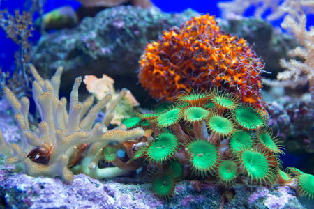 Coral Reef