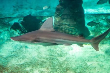 shark under waterの写真素材