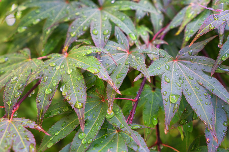 rain drop on japanese maple leafsの写真素材