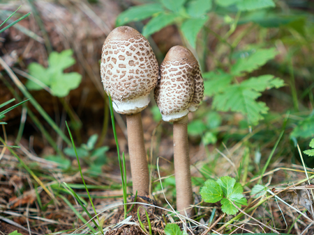 parasol mushroom in the forestの写真素材