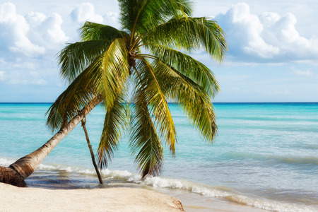 Paradise beach in Saona island, Dominican Republicの写真素材