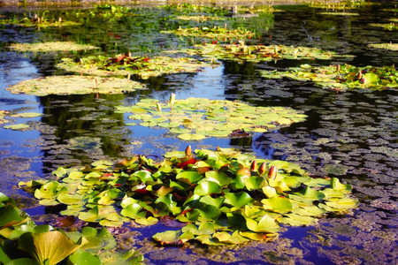 water lily plants with bud on pondの写真素材