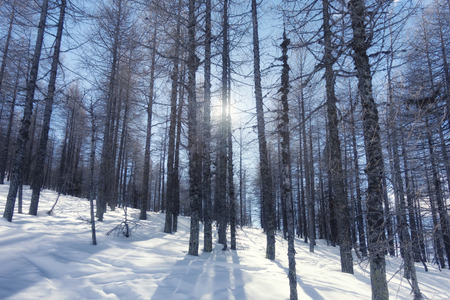 winter landscape in mountain forest with snowの写真素材